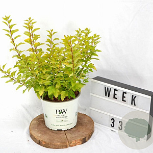 Physocarpus opulif. Tiny Wine Gold 30-50 cm 3,0L