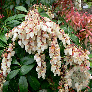 Pieris japonica 60-80 cm 20L