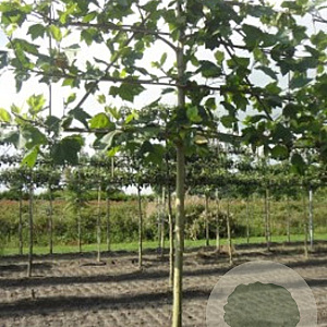 Platanus hispanica 10-12 HO draadkluit LEIVORM 200 cm stam