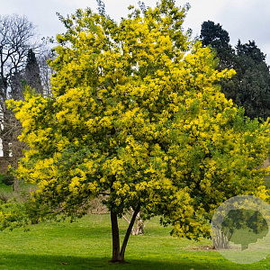 Acacia dealbata 400-450 cm draadkluit meerstammig