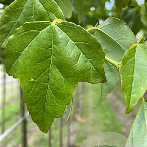 Acer buergerianum 12-14 HO draadkluit 3 X verplant