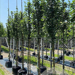 Acer campestre 'Lienco' 12-14 HO container