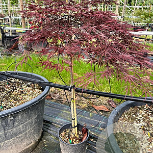 Acer pal. 'Dissectum Garnet' 50 cm stam container