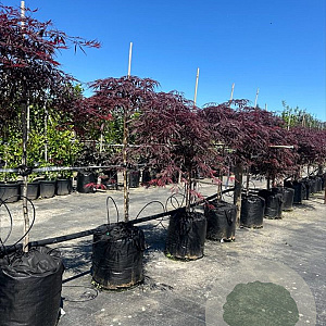 Acer pal. 'Dissectum Garnet' 50 cm stam container