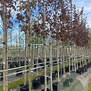 Acer plat. 'Deborah' 12-14 HO container