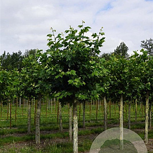 Platanus hispanica 35-40 HO draadkluit geknot