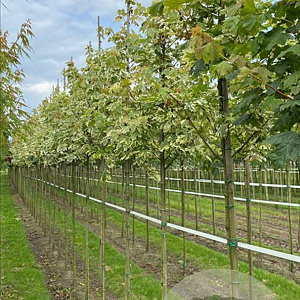 Acer plat. 'Drummondii' 8-10 HO draadkluit