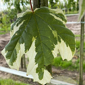 Acer plat. 'Drummondii' 12-14 HO draadkluit 3 X verplant