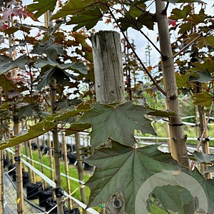 Acer plat. 'Fairview' 12-14 HO container