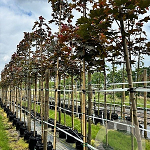 Acer plat. 'Fairview' 14-16 HO container