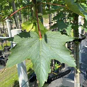 Acer pseudoplatanus 12-14 HO draadkluit 3 X verplant