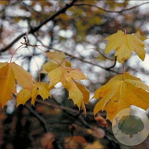 Acer pseudoplatanus 12-14 HO container