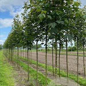 Acer pseudoplatanus 16-18 HO draadkluit 3 X verplant