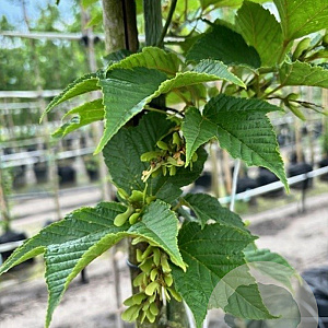 Acer rufinerve 12-14 HO container