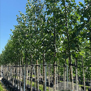 Alnus cordata 12-14 HO container