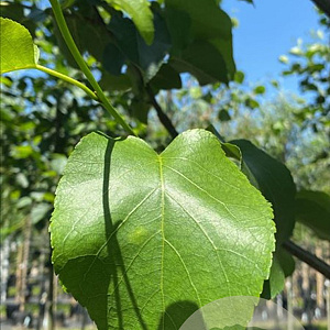 Alnus cordata 18-20 HO draadkluit verplant