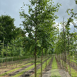 Alnus cordata 18-20 HO draadkluit verplant