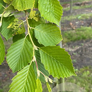 Alnus incana 18-20 HO draadkluit verplant