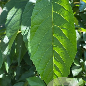Alnus spaethii 450-500 cm draadkluit meerstammig