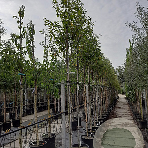 Amelanchier arborea 'Robin Hill' 10-12 HO container 