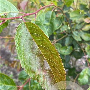 Amelanchier 'Ballerina' 150-175 cm draadkluit meerstammig 80-100 breed
