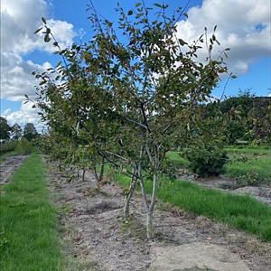 Amelanchier 'Ballerina' 150-175 cm draadkluit meerstammig 80-100 breed