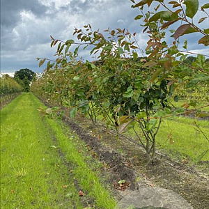 Amelanchier 'Ballerina' 175-200 cm draadkluit meerstammig