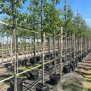 Amelanchier lamarckii 10-12 HO container 