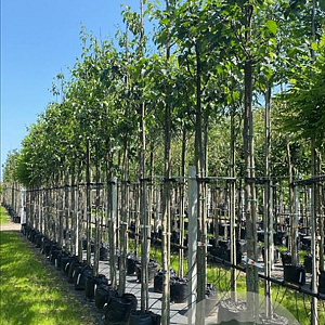 Betula papyrifera 12-14 HO container