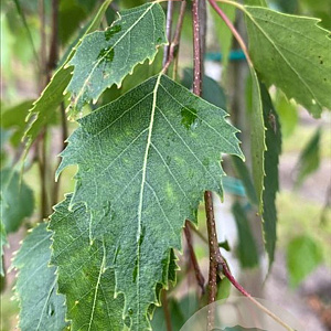 Betula p. 'Tristis' 14-16 HO draadkluit 3 X verplant