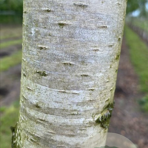 Betula p. 'Tristis' 14-16 HO draadkluit 3 X verplant