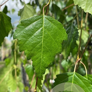 Betula p. 'Youngii' 10-12 HO container 