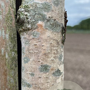 Betula p. 'Youngii' 12-14 HO container