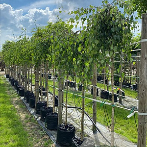 Betula p. 'Youngii' 14-16 HO container