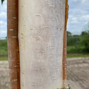 Betula albosin. 'Fascination' 8-10 HO draadkluit