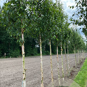 Betula albosin. 'Fascination' 8-10 HO draadkluit