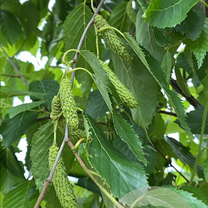 Betula albosin. 'Fascination' 14-16 HO draadkluit 3 X verplant