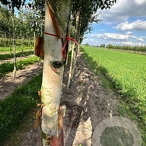 Betula albosin. 'Fascination' 14-16 HO draadkluit 3 X verplant