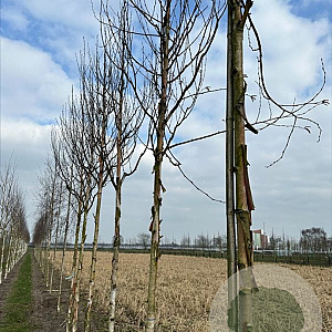 Betula albosin. 'Fascination' 16-18 HO draadkluit 3 X verplant