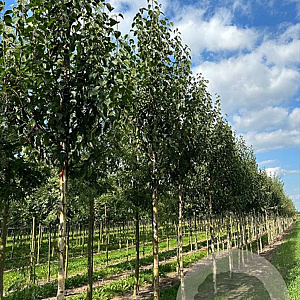 Betula albosin. 'Fascination' 16-18 HO draadkluit 3 X verplant