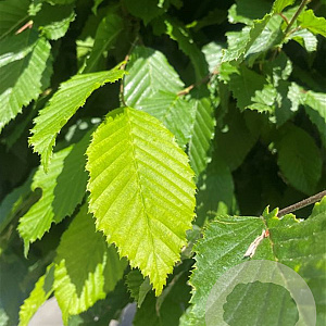 Carpinus betulus 16-18 HO container 125 cm stam LEIVORM