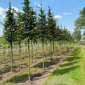 Carpinus betulus 20-25 HO draadkluit 3 X verplant