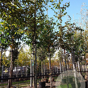 Carpinus bet. 'Frans Fontaine' 12-14 HO container