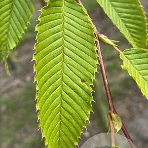 Carpinus japonica 10-12 cm draadkluit geveerd