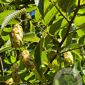 Carpinus japonica 12-14 cm draadkluit geveerd