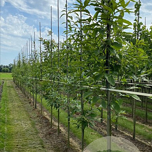 Castanea sativa 12-14 HO draadkluit 3 X verplant