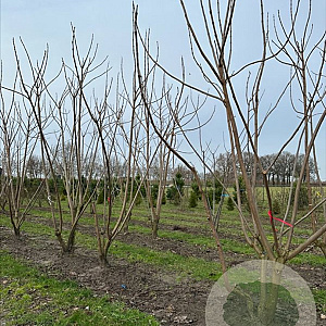 Catalpa bignonioides 450-500 cm draadkluit meerstammig