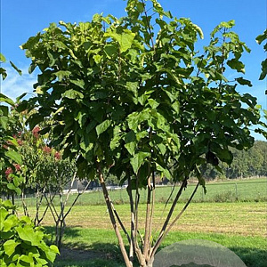 Catalpa bignonioides 450-500 cm draadkluit meerstammig
