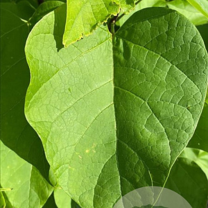 Catalpa bignonioides 18-20 HO draadkluit verplant