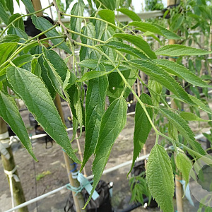 Celtis australis 10-12 HO container 